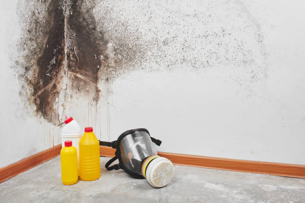 Best Mold Removal Near Me  in Ansonia, OH