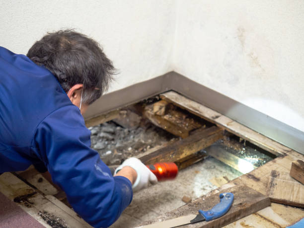 Best Best Mold Removal Companies  in Ansonia, OH