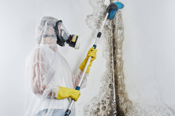 Best Crawl Space Mold Removal  in Ansonia, OH