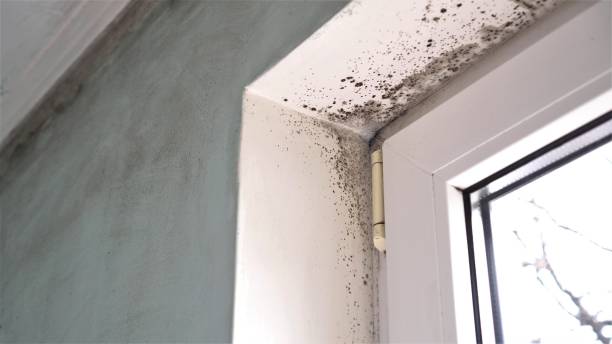 Mold Testing and Removal in Ansonia, OH