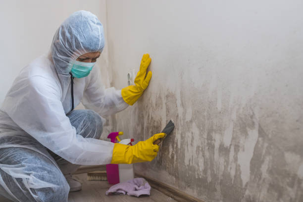 Best Mold Removal Near Me  in Ansonia, OH