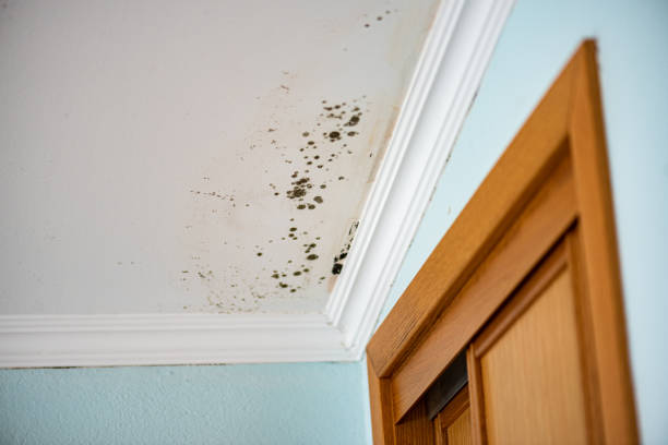 Best Black Mold Removal  in Ansonia, OH