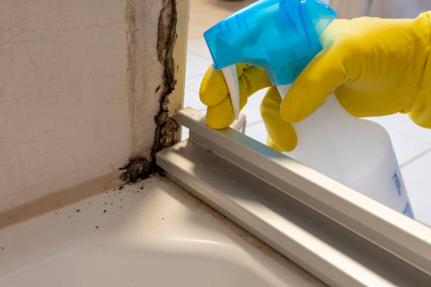 Best Mold Testing and Removal  in Ansonia, OH