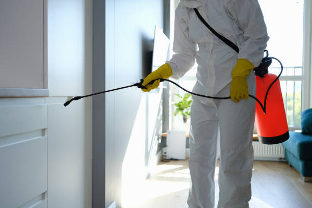 Best Local Mold Removal Service  in Ansonia, OH