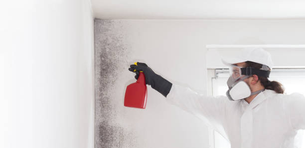 Best Mold Cleaning Services  in Ansonia, OH