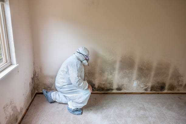 Best Mold Damage Repair  in Ansonia, OH