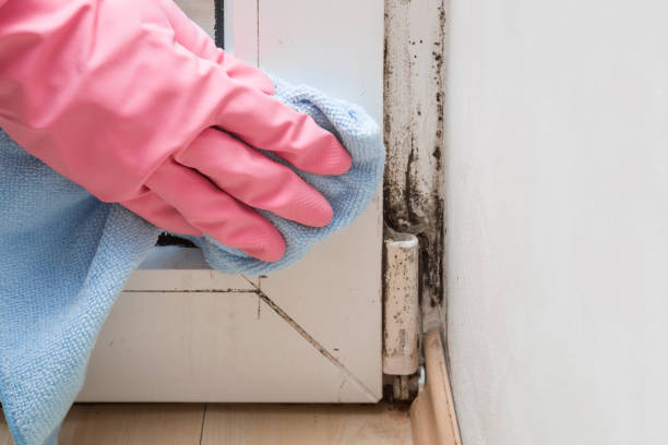 Professional Mold Removal in Ansonia, OH
