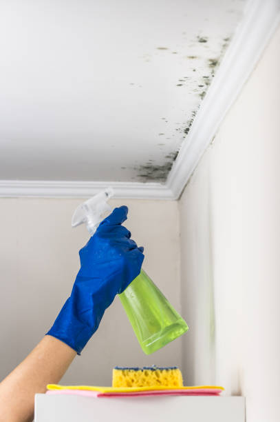 Best Mold Removal Company Near Me  in Ansonia, OH