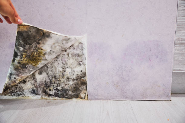 Best Commercial Mold Removal  in Ansonia, OH
